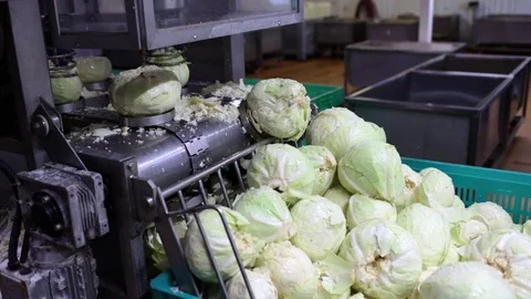 Decoring cabbages using destalker 스톡 동영상 74476369