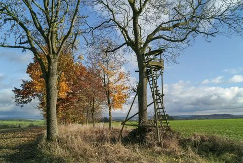 The decorum on the tree Stock Photos