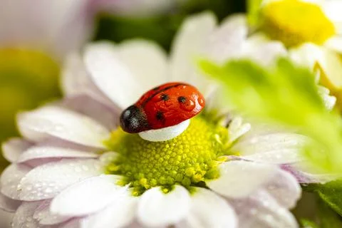 Decotative ladybug sits on a daisy with dew drops close-up. Flowers. Stock-Fotos