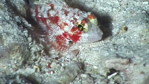 Decoyscorpionfish1 Stock Footage 81226961