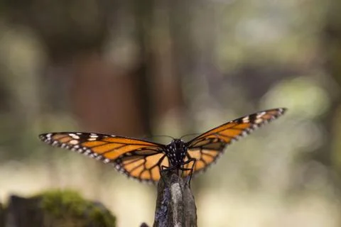Decrease in Monarch butterfly migration to Mexico, Ocampo - 27 Jan 2017 写真素材