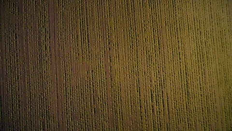 Decrease over even beds of sunflower Stockbeeldmateriaal 109304330