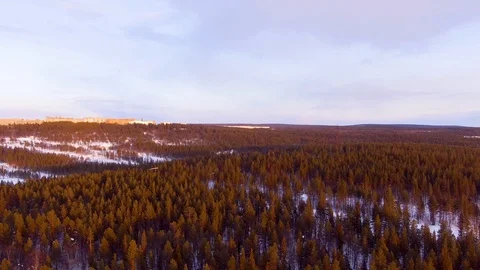 The decrease over the pine forest 库存影片 89607867