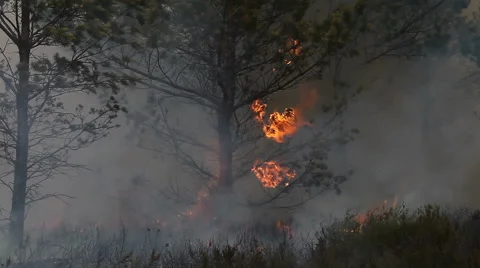 Decreasing crown fire in pine forest Stock Footage 56373118