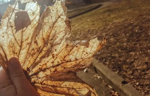 Decrepit Autumn leaf in a man's hand against the background of a sunny day an Stock Photos