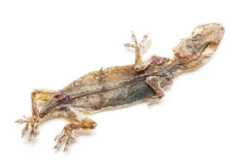 Ded lizard Stock Photos