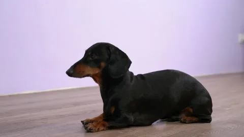Dedicated dachshund dog follows command Down on floor Stockbeeldmateriaal 155256969