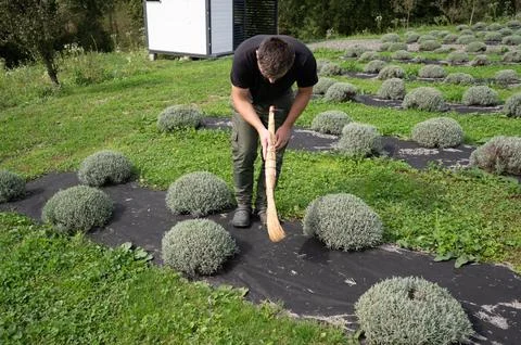 A dedicated farmer meticulously sweeps between rows of lavender bushes in a l 库存照片