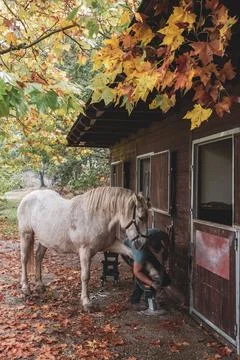 A dedicated farrier practicing the old art of horse shoeing on a quiet farm. Stock Photos