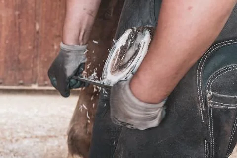 A dedicated farrier using a rasp to maintain a horse’s hooves in a ranch. Stock Photos