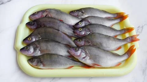 Dedicated to fish lovers Stock Photos