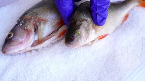 Dedicated to fish lovers Stock Photos