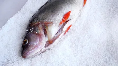 Dedicated to fish lovers Stock Photos