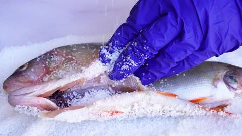 Dedicated to fish lovers Stock Photos