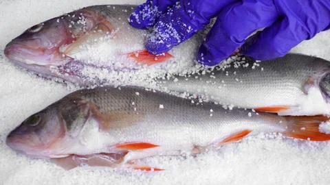 Dedicated to fish lovers Stock Photos