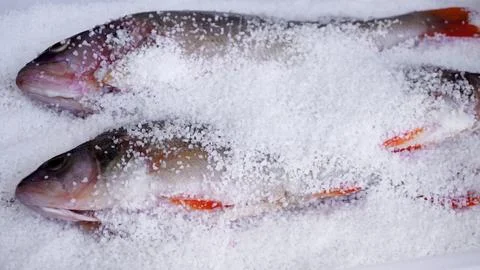 Dedicated to fish lovers Stock Photos