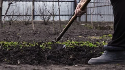 A dedicated gardener uses a sharp hoe to weed a small garden bed in spring, Stock-Footage 339790365