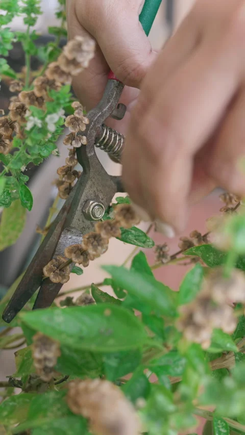 Dedicated gardener's hands using pruning shears to carefully collect dry, mature Stock Footage 343387254