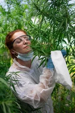 A dedicated researcher is analyzing various plants thriving in a greenhouse for Stock Photos