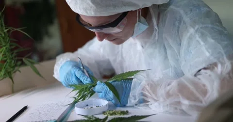 A dedicated scientist analyzing a cannabis plant in a controlled laboratory Stock Footage 281919642