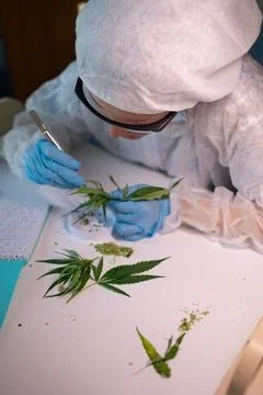 A dedicated scientist is meticulously analyzing cannabis leaves in a Stock Photos