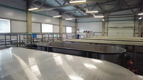 A dedicated team is actively engaged in their tasks at a food processing facilit Stock Footage 344962962