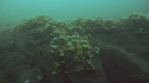 Dedmans fingers Stock Footage 12471241