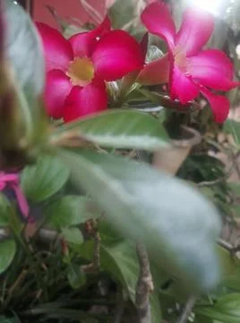 Dee Lao Dee flower, red Photos
