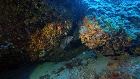 Deeo diving - Forkbeard fish 45 meters depth Stock Footage 344690141