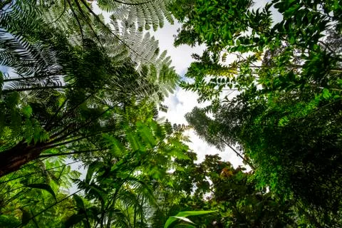 Deep and compact rain forest, primitive forest unchanged or modified by human Stock Photos
