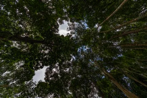Deep and compact rain forest, primitive forest unchanged or modified by human Stock-Fotos