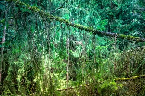 Deep and dense green forest Stock Photos