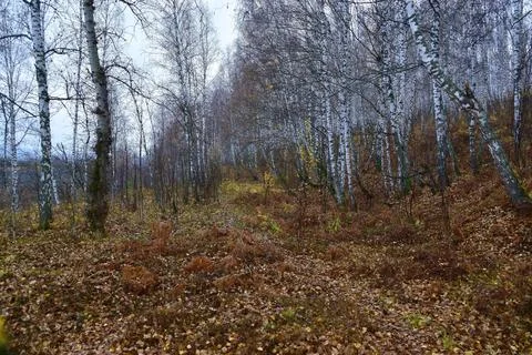Deep autumn in a birch forest. Pre-winter. Stock Photos
