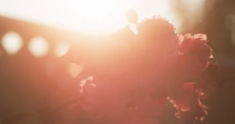 Deep backlit sunset lensflare of pink cherry blossom with garden fence, 8K Stock Footage 117153451