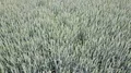 Deep backwards flight aerial over wheat corn field 4k 4k or 4k+ Resolution