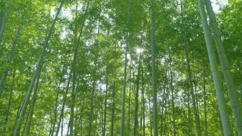 The deep bamboo forest and the sound of the wind blowing the leaves Stock Footage 312987640