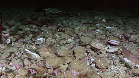 Deep Barents Sea Reveals a Vibrant Mosaic of Scallops and Crabs Stock Footage 340482704