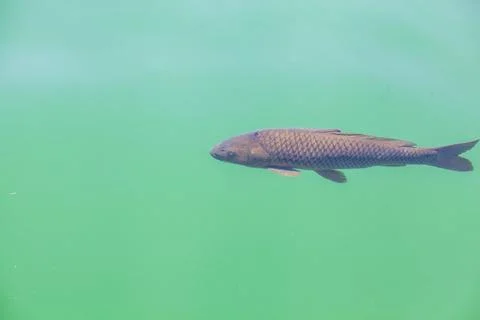 Deep Big Fish. Stock Photos