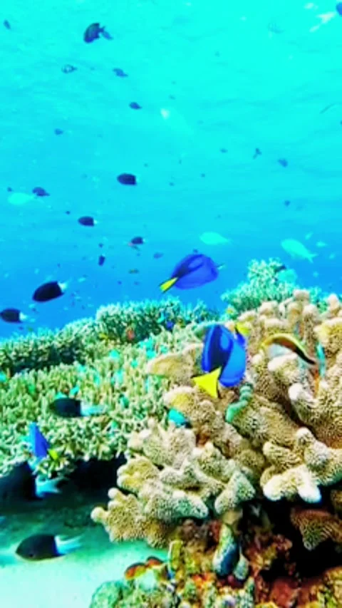 Deep Blue Abyss Perspective with Distant Marine Life Silhouettes Stock Footage 337454654