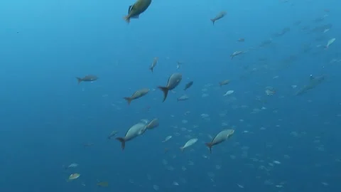 Deep Blue Ballet of Tuna in Cocos Kelling Islands' Vibrant Ocean Stock Footage 337502329