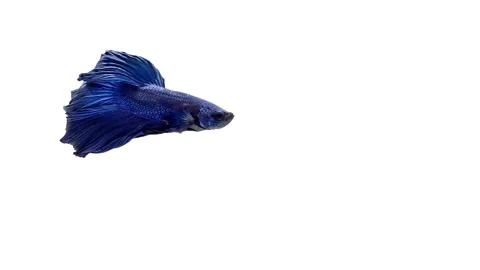 Deep Blue color Siamese fighting fish Stock Footage 163394295