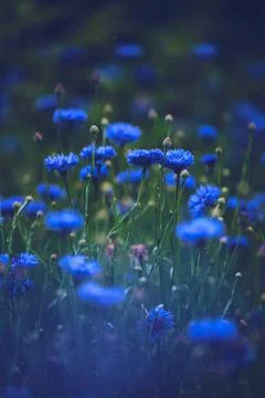 Deep blue cornflower field Stock Photos