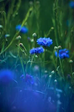 Deep blue cornflower field Stock Photos
