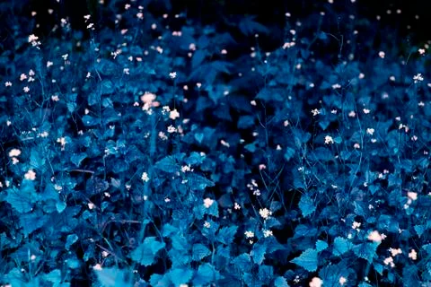 The deep blue field of herbs with small white flowers was shot close-up Stock Photos