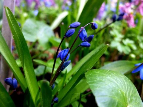 Deep blue flowers closeup Stock-Fotos