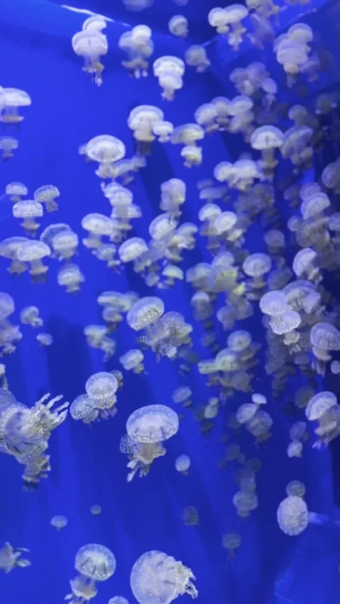Deep Blue Jellyfish Swarm in Underwater Motion Stock Footage 329549129