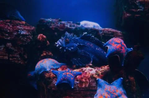 Deep Blue ocean reef fish underwater. Stock Photos