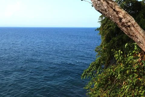 Deep Blue Ocean View Framed by a Leaning Tree Trunk and Green Foliage Stock Photos
