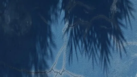 Deep Blue Painted Wall Texture with Dappled Leaf Shadow Pattern Stock Footage 342302849