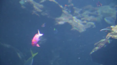 Into the "Deep Blue Sea" Stock Footage 36144772